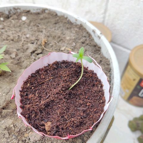 Santa Marta Haze growlog timeline photo