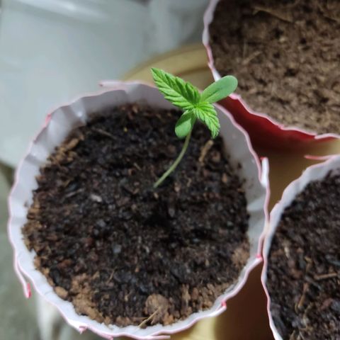 Santa Marta Haze growlog timeline photo