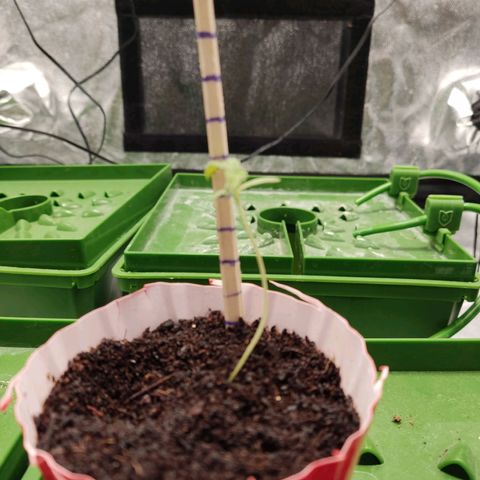 Santa Marta Haze growlog timeline photo