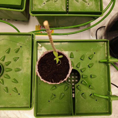 Santa Marta Haze growlog timeline photo
