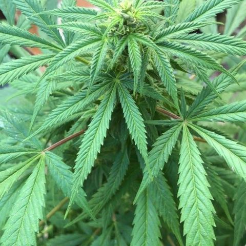 Santa Marta Haze growlog timeline photo