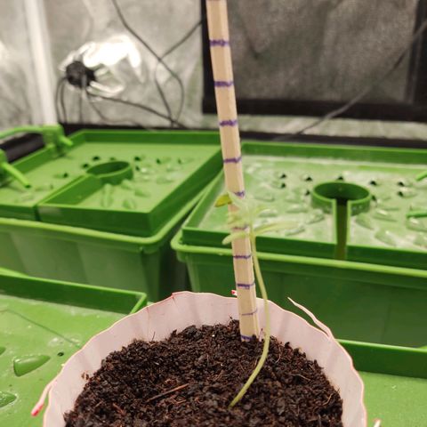 Santa Marta Haze growlog timeline photo