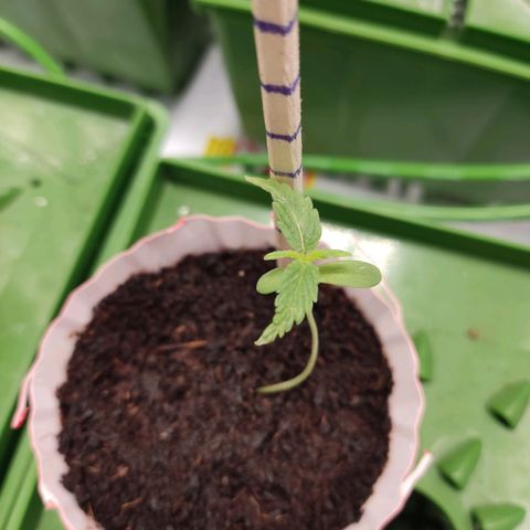 Santa Marta Haze growlog timeline photo