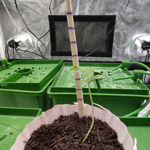 Santa Marta Haze growlog timeline photo