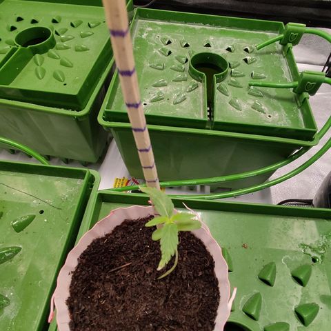 Santa Marta Haze growlog timeline photo