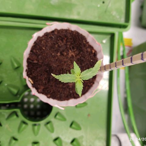 Santa Marta Haze growlog timeline photo