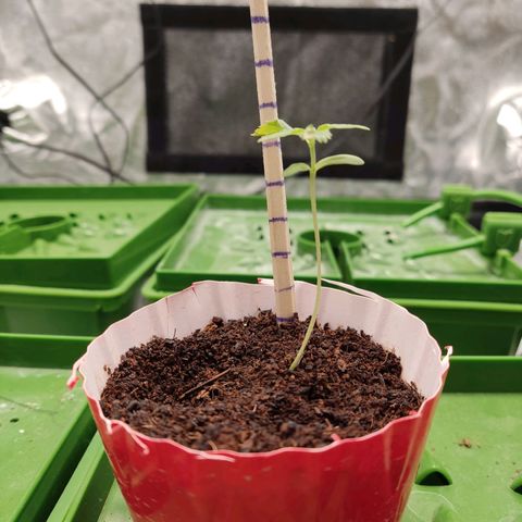 Santa Marta Haze growlog timeline photo