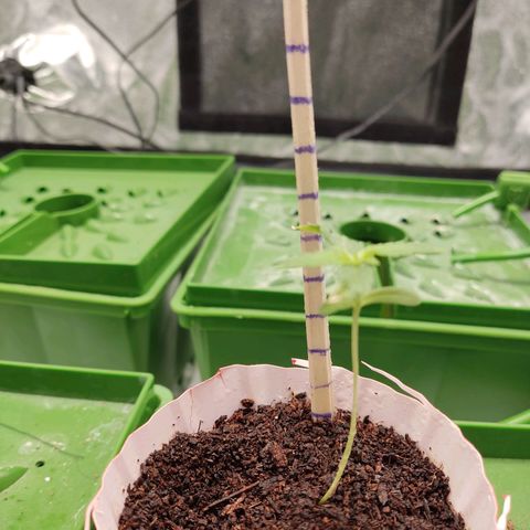 Santa Marta Haze growlog timeline photo