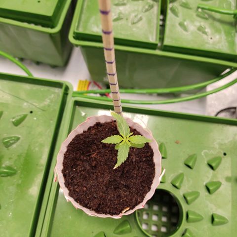 Santa Marta Haze growlog timeline photo