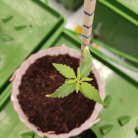 Santa Marta Haze growlog timeline photo