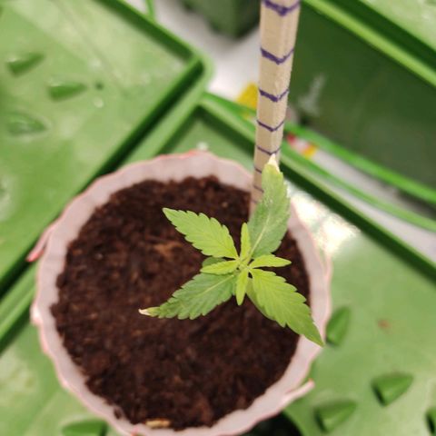 Santa Marta Haze growlog timeline photo