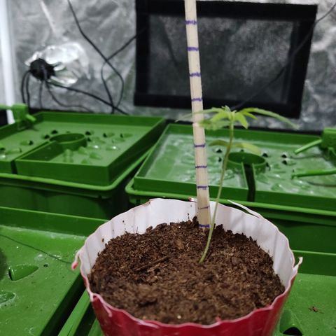 Santa Marta Haze growlog timeline photo