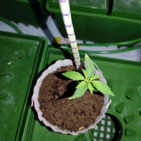 Santa Marta Haze growlog timeline photo