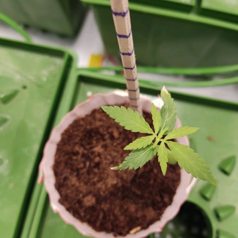 Santa Marta Haze growlog timeline photo