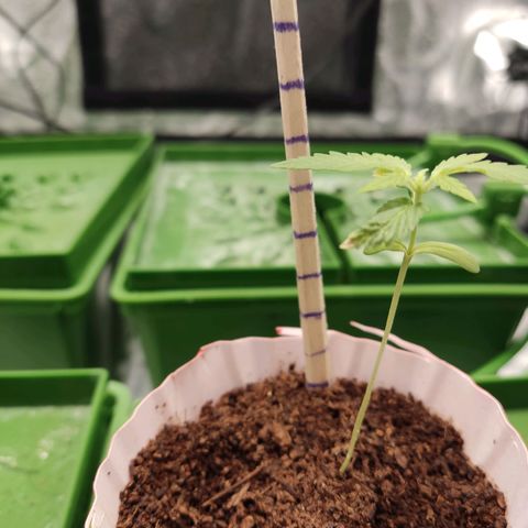 Santa Marta Haze growlog timeline photo