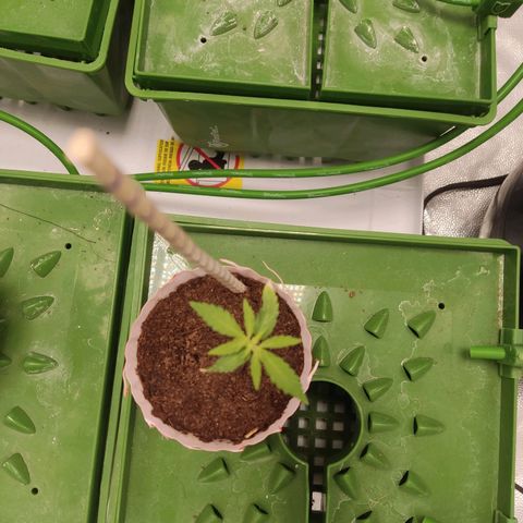 Santa Marta Haze growlog timeline photo