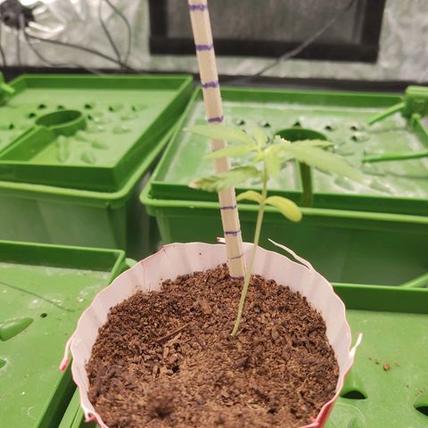 Santa Marta Haze growlog timeline photo