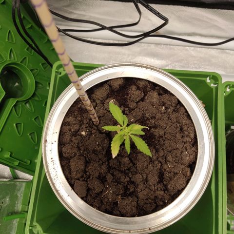 Santa Marta Haze growlog timeline photo