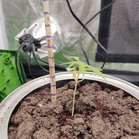 Santa Marta Haze growlog timeline photo