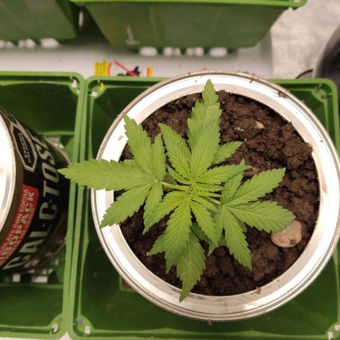Tribu León Amor  growlog timeline photo