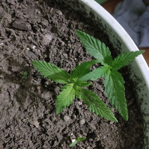 Tribu León Amor  growlog timeline photo
