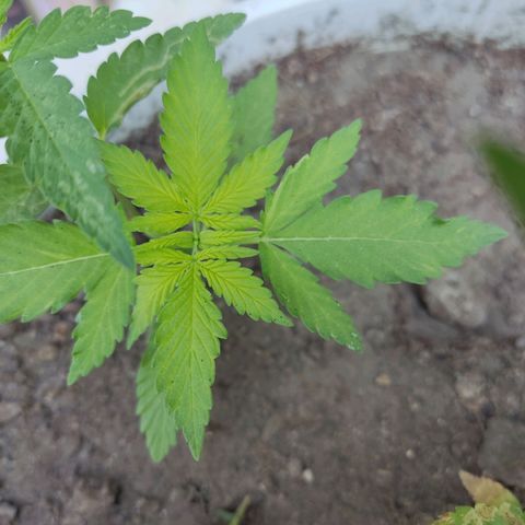 Tribu León Amor  growlog timeline photo