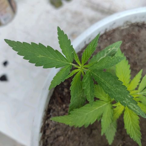 Tribu León Amor  growlog timeline photo