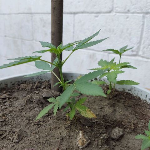 Tribu León Amor  growlog timeline photo