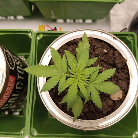 Tribu León Amor  growlog timeline photo
