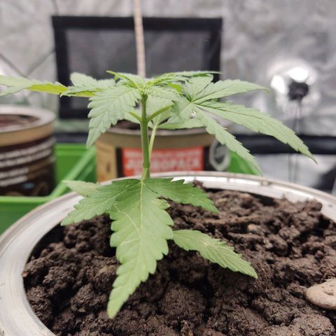 Tribu León Amor  growlog timeline photo
