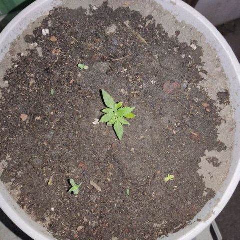Tribu León Gratitud  growlog timeline photo