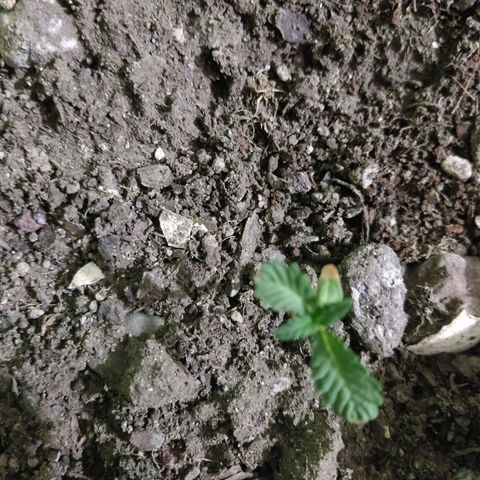 Tribu León Gratitud  growlog timeline photo