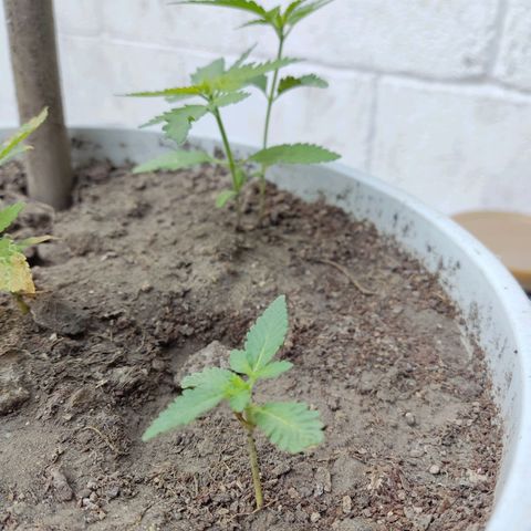 Tribu León Gratitud  growlog timeline photo