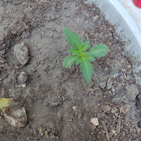 Tribu León Gratitud  growlog timeline photo