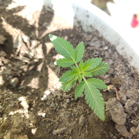Tribu León Gratitud  growlog timeline photo