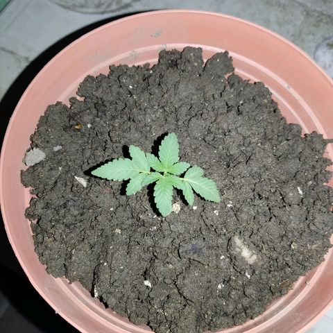 Tribu León Gratitud  growlog timeline photo