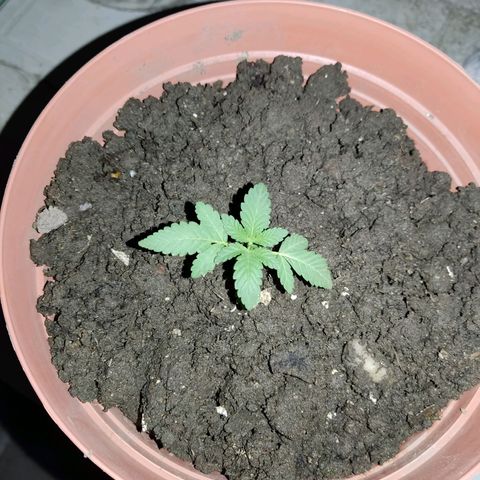Tribu León Gratitud  growlog timeline photo