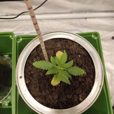 Santa Marta Haze growlog timeline photo