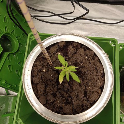 Santa Marta Haze growlog timeline photo