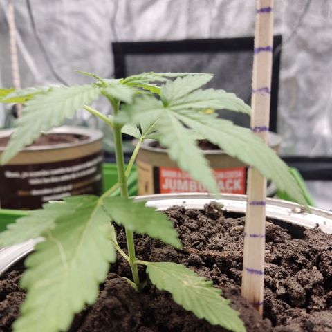 Tribu León Amor  growlog timeline photo
