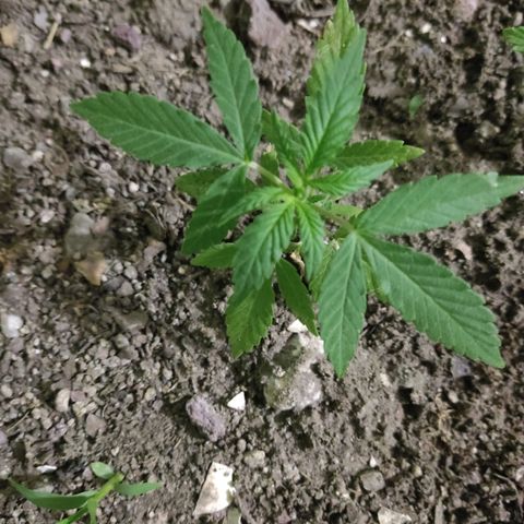 Tribu MacGregor  growlog timeline photo
