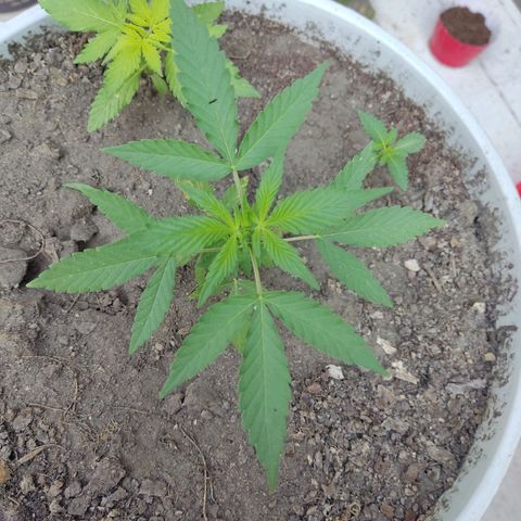 Tribu MacGregor  growlog timeline photo