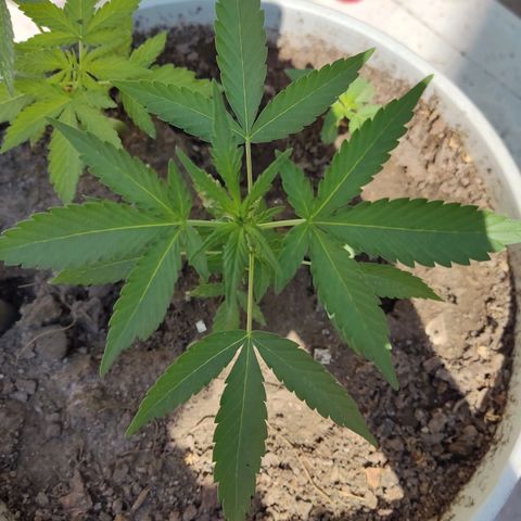 Tribu MacGregor  growlog timeline photo