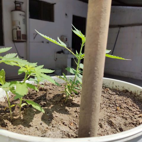 Tribu MacGregor  growlog timeline photo