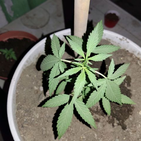 Tribu MacGregor  growlog timeline photo