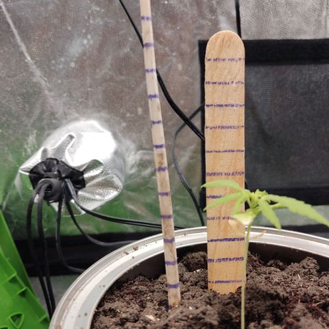 Santa Marta Haze growlog timeline photo