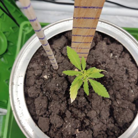 Santa Marta Haze growlog timeline photo