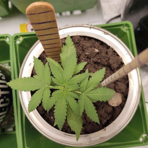 Tribu León Amor  growlog timeline photo