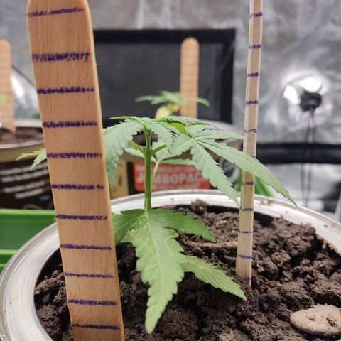 Tribu León Amor  growlog timeline photo