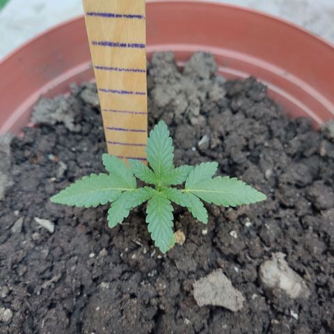 Tribu León Gratitud  growlog timeline photo